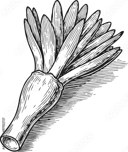 Hand drawn artichoke vegetable illustration detailed botanical sketch of artichoke bud with layered petals