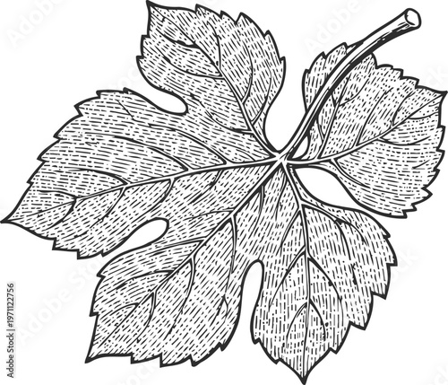 Detailed black and white illustration of a grapevine leaf with visible veins and textured shading