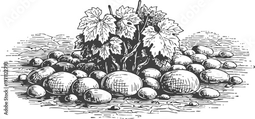 Vintage black and white illustration of grapevine with leaves surrounded by stones on soil