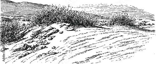 Vintage sand dune landscape with desert shrubs and textured ground lines drawing