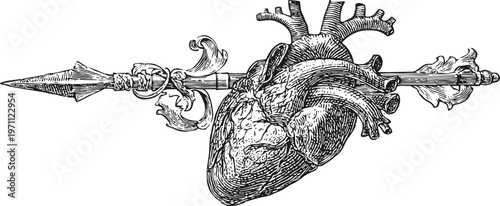 Anatomical human heart pierced by a decorated spear, vintage medical illustration