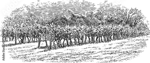 Vineyard landscape with rows of grapevines, trellises, and leafy foliage in rural farm setting