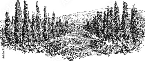 Row of tall trees lining a long pathway in a detailed black and white forest landscape