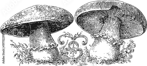 Detailed vintage illustration of two mushrooms with stems and caps among grass and leaves