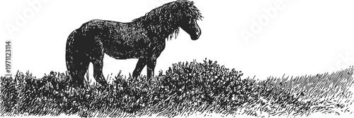 Black horse grazing on grassy field hand drawn sketch of wild animal in nature landscape