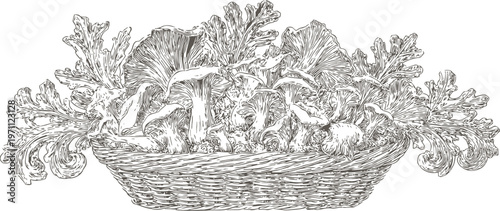 Basket of wild mushrooms and leafy greens hand drawn edible fungi detailed botanical illustration
