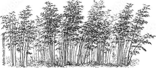 Detailed bamboo grove with slender stalks and dense leafy foliage in black ink sketch