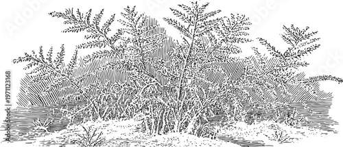 Detailed black and white illustration of dense wild ferns and plants with textured shading