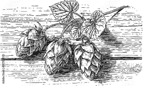 Detailed black and white illustration of hop cones and leaves on wooden surface