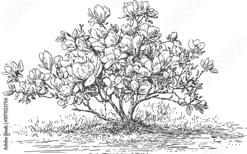 Blooming magnolia shrub with detailed flowers and leaves in vintage botanical engraving
