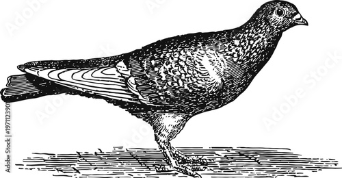 Vintage black and white drawing of a pigeon bird standing sideways detailed feathers illustration