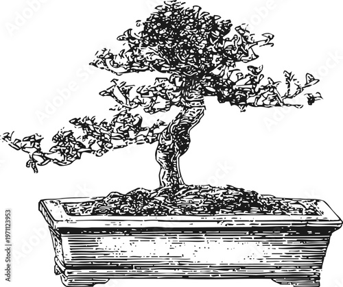 Bonsai tree in rectangular pot small ornamental plant with twisted branches and dense foliage