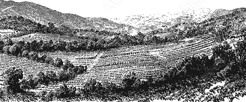 Black and white vintage engraving of terraced hillside landscape with rows of crops and distant mountains