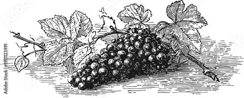 Vintage illustration of ripe grape cluster with leaves on vine branch in detailed engraving