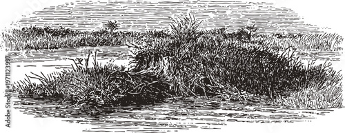 Marsh island with dense vegetation and tall grasses in water body, natural wetland habitat landscape