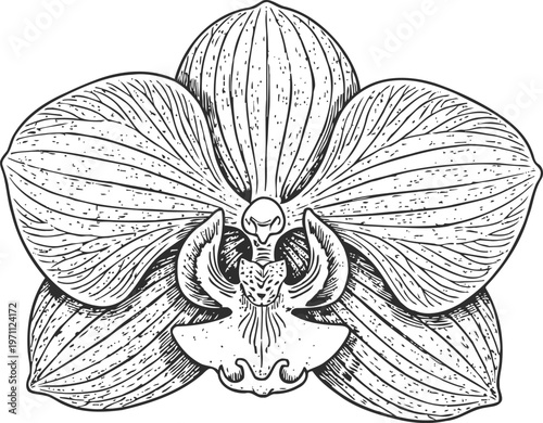 Detailed black and white illustration of orchid flower with intricate petal textures and natural botanical