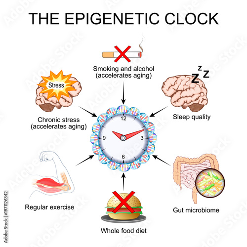 The epigenetic clock. Biological age