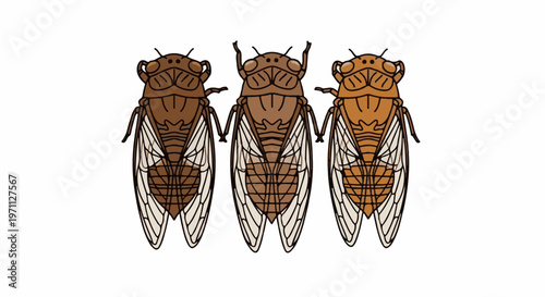 Three cicadas with brown and tan bodies and translucent wings