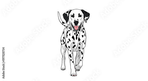 Friendly dalmatian dog with black spots and its tongue out walks forward on a white background, captured in a simple cartoon style.