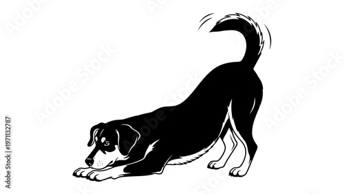 Black dog in downward dog position.