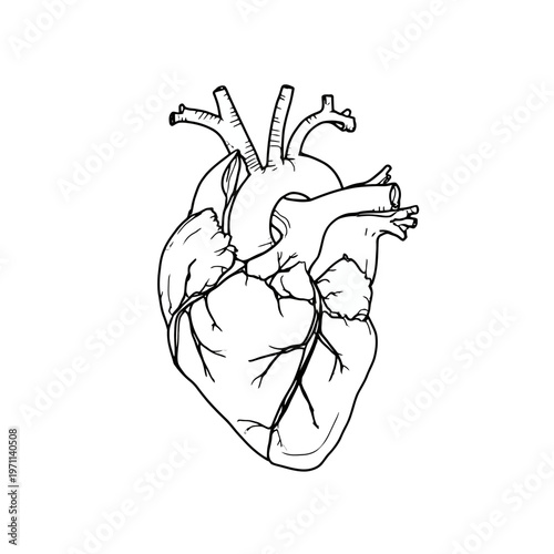 Detailed anatomical human heart line drawing illustration. Medical biology science diagram of internal organ, health concept.