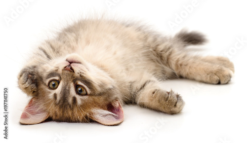 Grey tabby kitten lying on its back isolated on white background