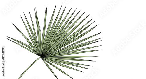 Large green fan palm leaf with many long thin segments is displayed against a clean white background backdrop.