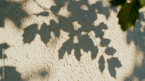 Gentle Leaf Shadows Dance on Textured Wall, Nature Light Play