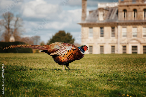Pheasant walking in front of historic English country house, rural Dorset UK