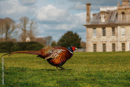 Pheasant walking in front of historic English country house, rural Dorset UK