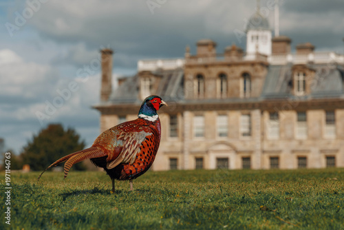Pheasant walking in front of historic English country house, rural Dorset UK