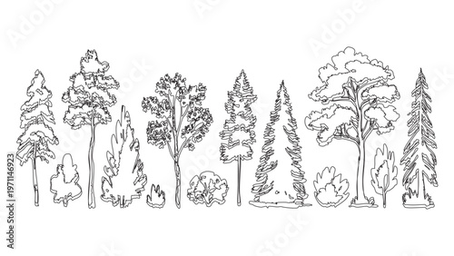 Panoramic view of diverse tree species in thin line style featuring conifers and broadleaf.
