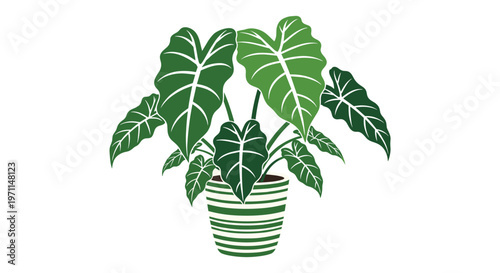 Lush green houseplant with large vibrant leaves growing in a stylish striped ceramic pot for modern home interior decoration.
