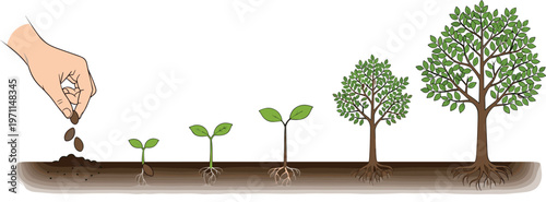 Human Hand Planting Seeds Into Soil Showing Evolution Stages of Tree Growth Process From Seedling To Mature Green Plant For Environment And Investment Concepts