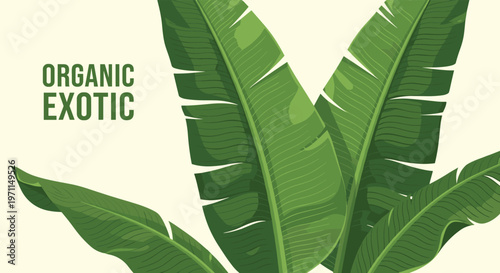 Lush green banana leaves with organic exotic text representing tropical nature and botanical beauty for summer themes.
