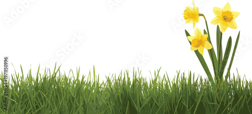 Yellow daffodil flowers in green grass vector illustration isolated on white background, spring nature floral scene for decoration and design