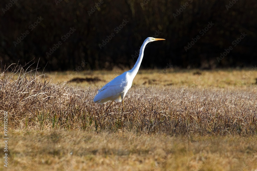 Fototapeta premium Great egret