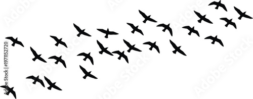 Large flock of birds flying in formation silhouette vector illustration featuring a group of black seagulls or crows isolated on white background for design