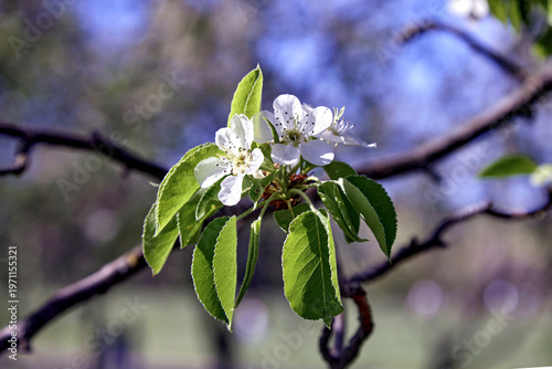  blossoming apple tree branch against a spring sky