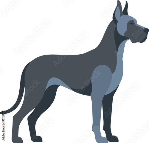 Great Dane dog breed standing.