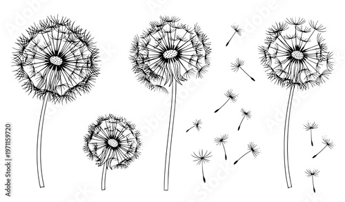 Dandelion flowers and pollen vector set – bundle of delicate botanical illustrations