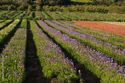 Delicate flowers grow in the fresh air