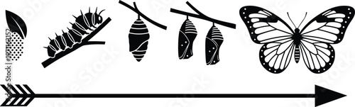 Butterfly Life Cycle Stages Vector Illustration Showing Egg Caterpillar Chrysalis Pupa and Monarch Butterfly Silhouette for Biology Science Education Nature Projects