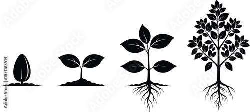 Plant Growth Stages Vector Illustration Showing Seed Germination Sprout Sapling and Mature Tree With Roots Silhouettes for Nature Education Science Projects
