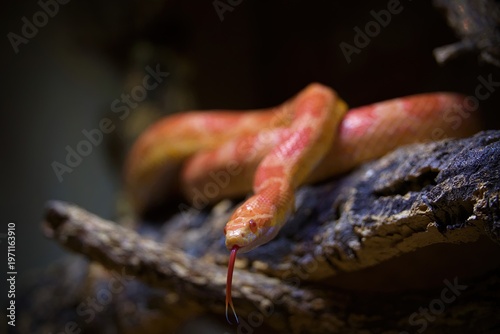 Tableau sur toile cornsnake