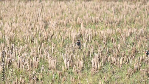 Indian pied myna or Gracupica contra Bird searching for food in the field. Its species of starling found in the Indian subcontinent.  Asian pied starling bird. 