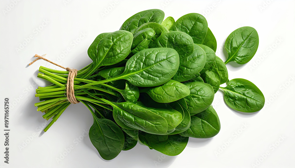 Obraz premium Fresh bunch of green spinach leaves tied with twine on white background
