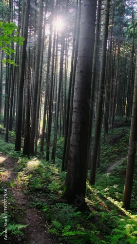 Sun rays stream through spruce forest marking narrow trail. Forest path curves downhill shadowing shift as breeze moves leaves and ferns slow motion