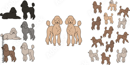 Poodle dog set – different colors and poses of cute purebred poodles vector collection