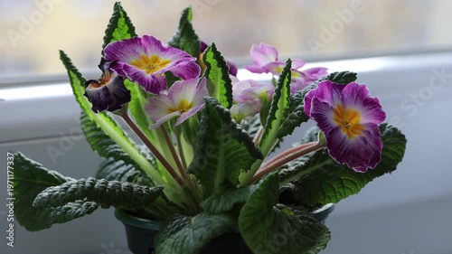 purple flower in the garden